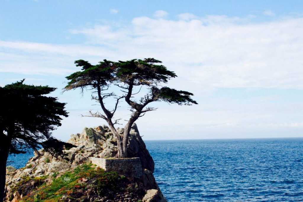 the Lone Cyprus on 17 Mile Drive Pebble Beach