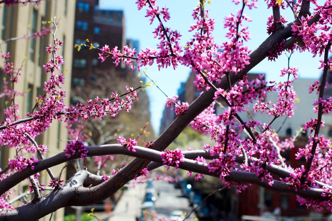 High Line Park Flowers