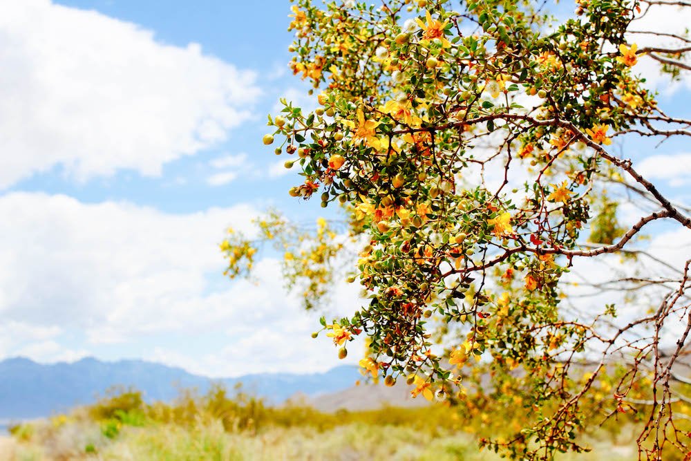 a yellow flower bush