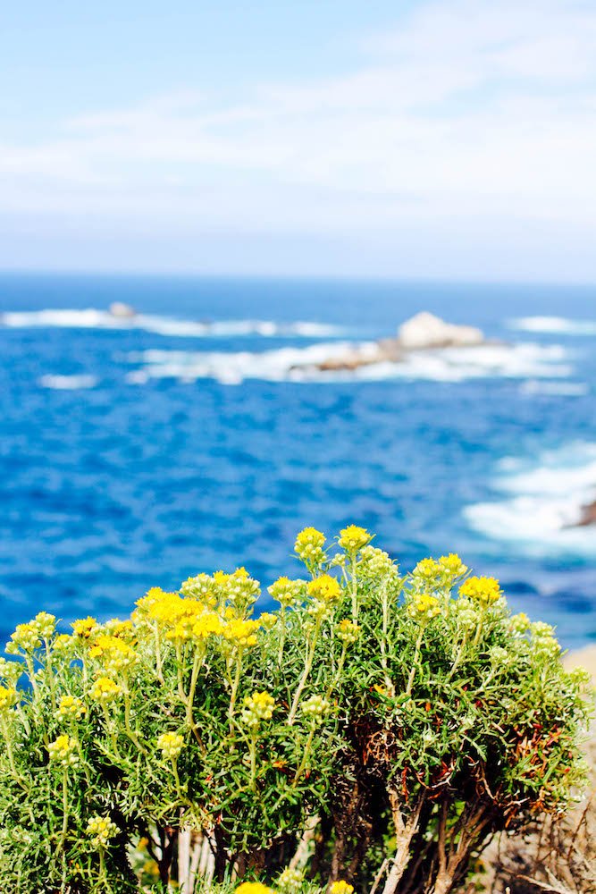 small yellow flowers in front of a deep blue ocean