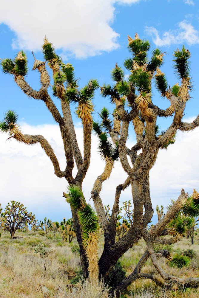 Joshua Tree Mojave Desert National Preserve California USA
