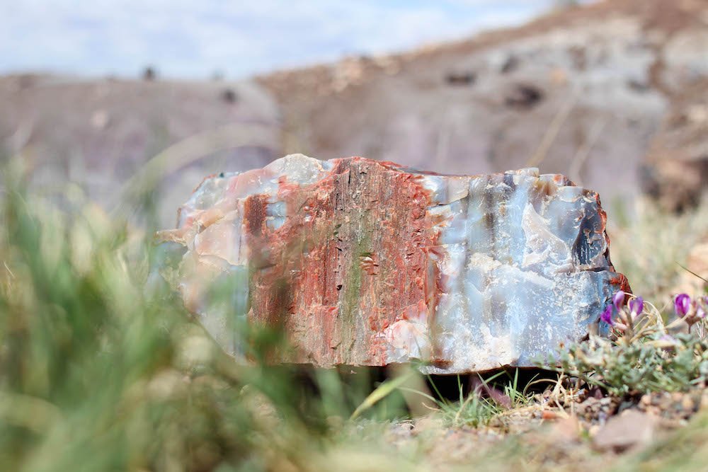 Log Gem Grass Petrified Forest National Park Arizona USA.