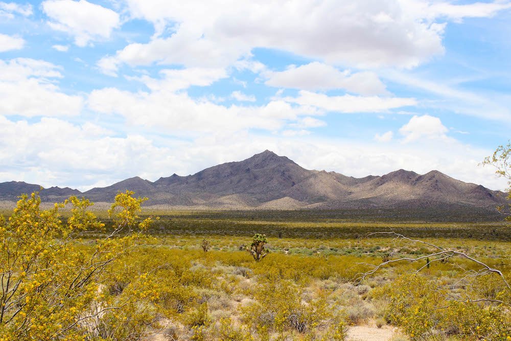 a sandy looking mountain behind a field of yellow