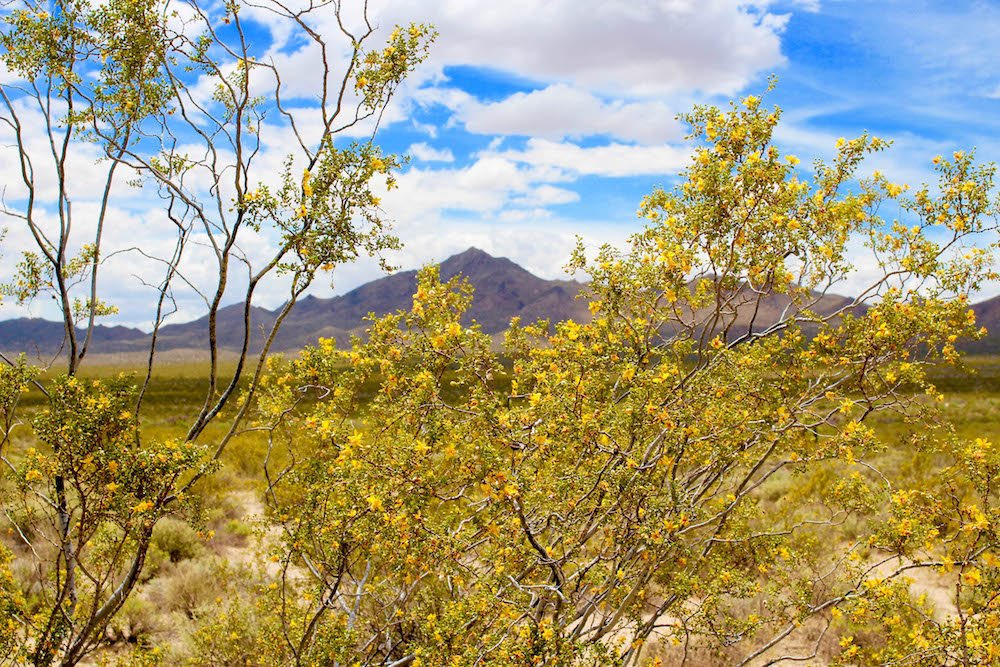 Mountains and Yellow Flowers Mojave Desert National Preserve California USA