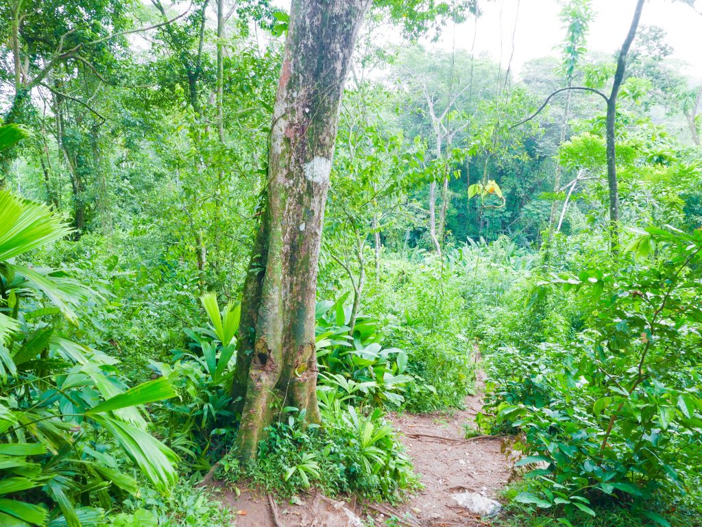 Hiking Trail to Wizard Beach Isla Bastimentos Bocas del Toro Panama