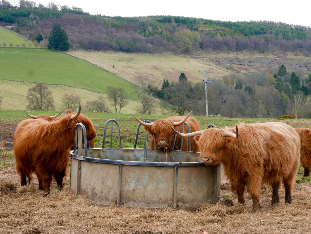 Highland Cow Scotland Hairy Coo