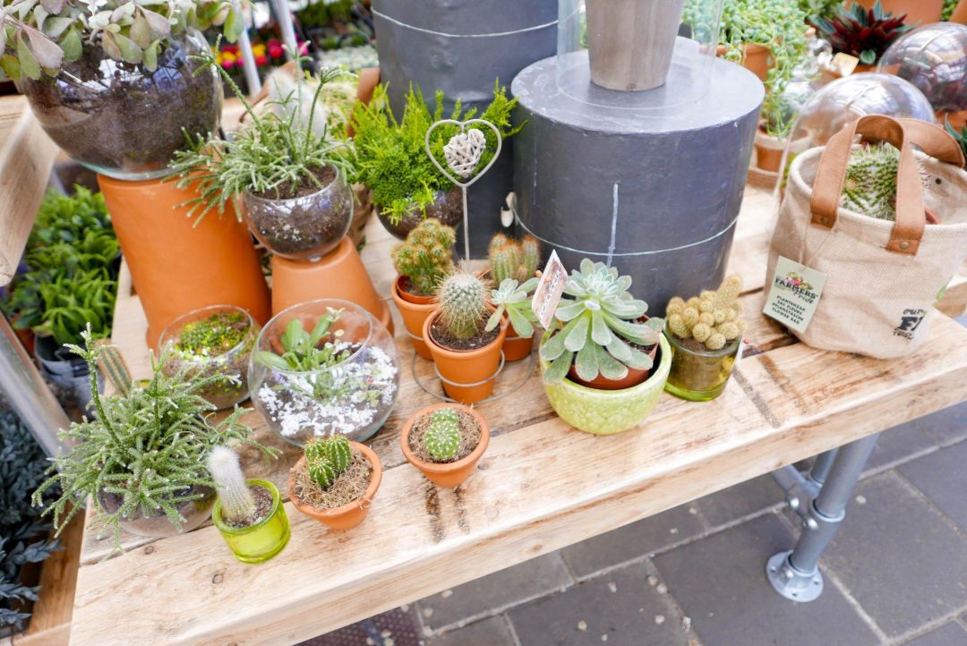 Succulents Amsterdam Tulip Market