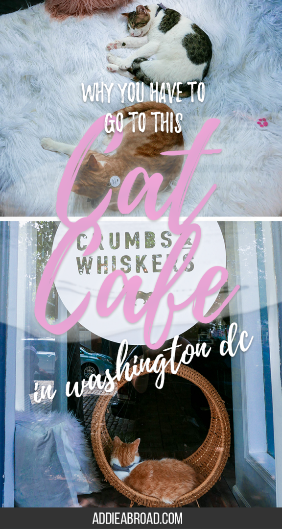 Ever wanted to visit a cat cafe? If you're in Washington DC, then now's your chance. Crumbs and Whiskers Cat Cafe in Georgetown, Washington DC is absolutely amazing - a must do while you're there! | What to Do in Georgetown | What to Do in Washington DC