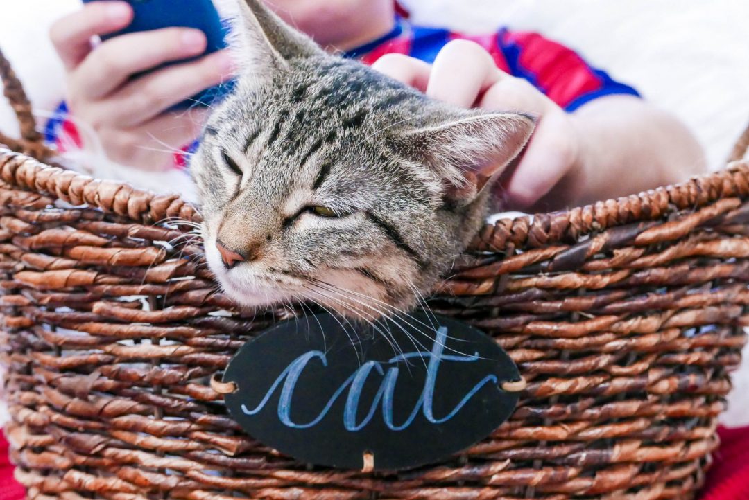 Yara Crumbs and Whiskers Cat Cafe Georgetown
