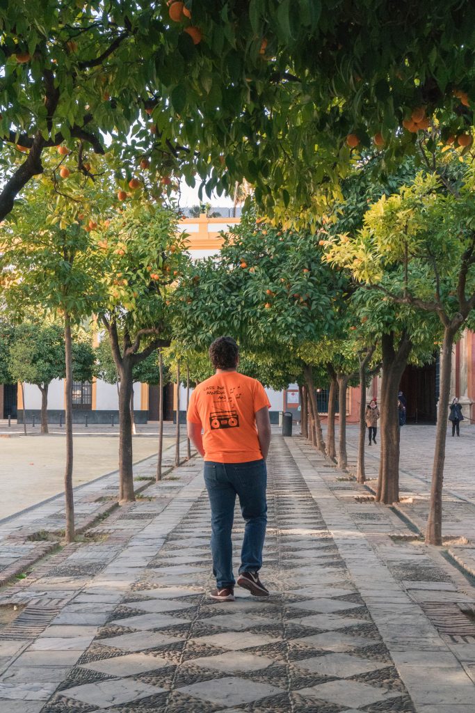 Daniel Orange Trees Seville