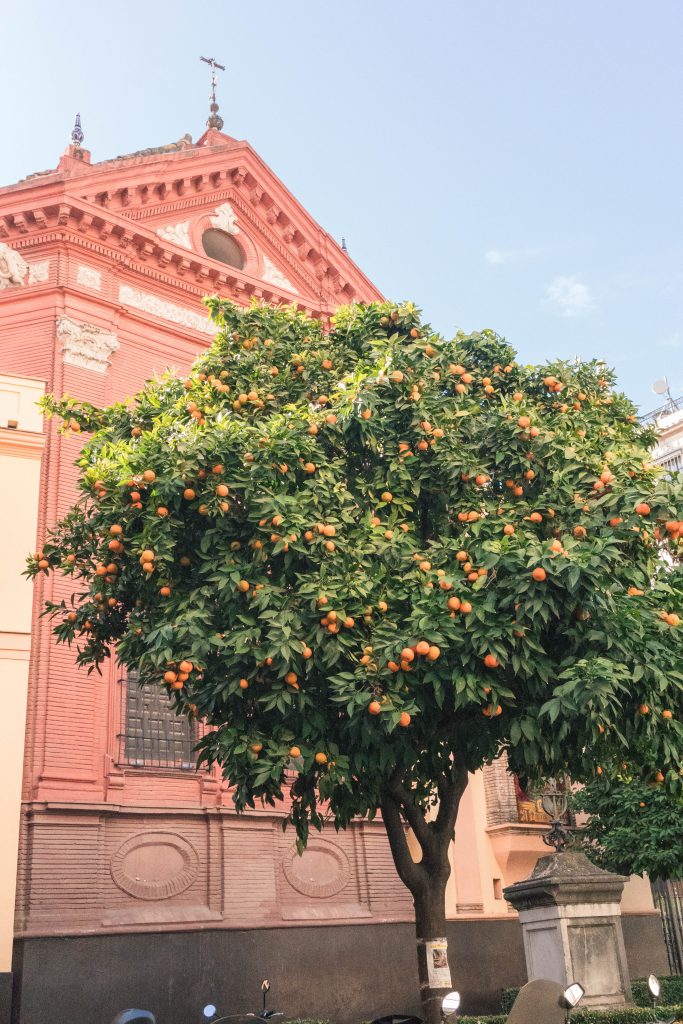 Orange Tree Santa Cruz Seville