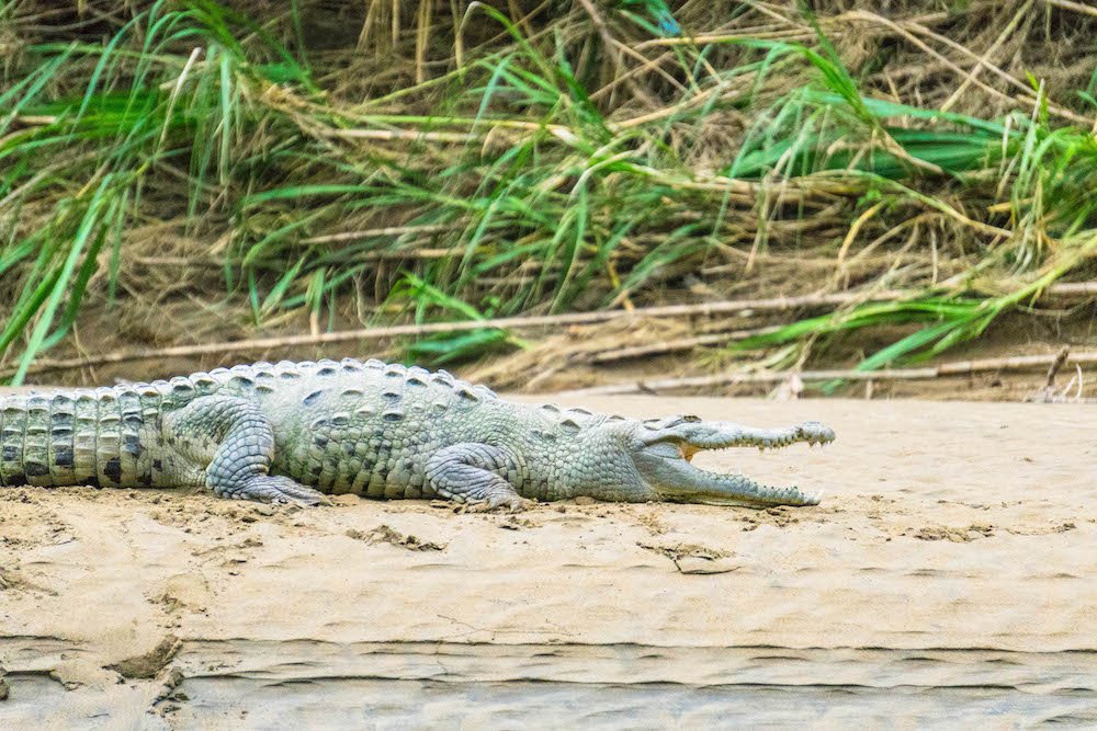 Crocodile sunning itself on the banks of the Rio Penas Blancas, spotted on a Wildlife Rafting Safari