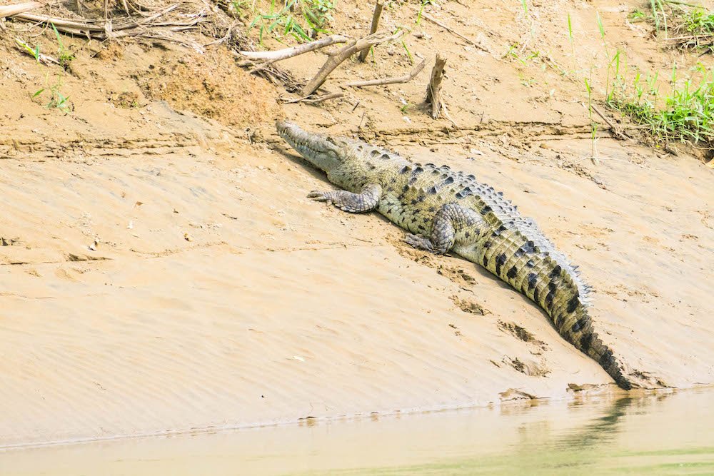 Crocodile sunning itself on the banks of the Rio Penas Blancas, spotted on a Wildlife Rafting Safari