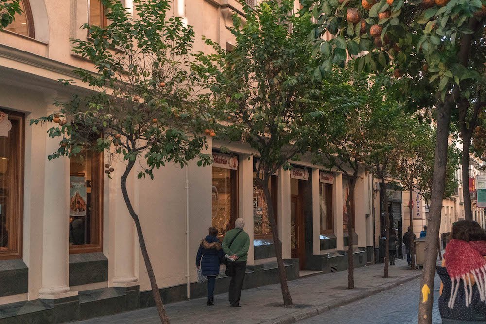 Orange Trees along a street in Seville, Spain