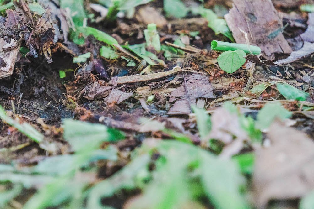 Close up of leaf cutter ants carrying leaves