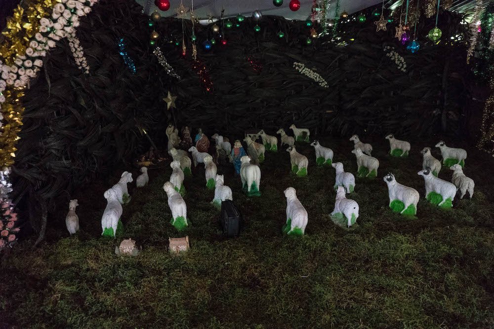At least 30 sheep figurines facing towards the baby Jesus in a nativity scene.