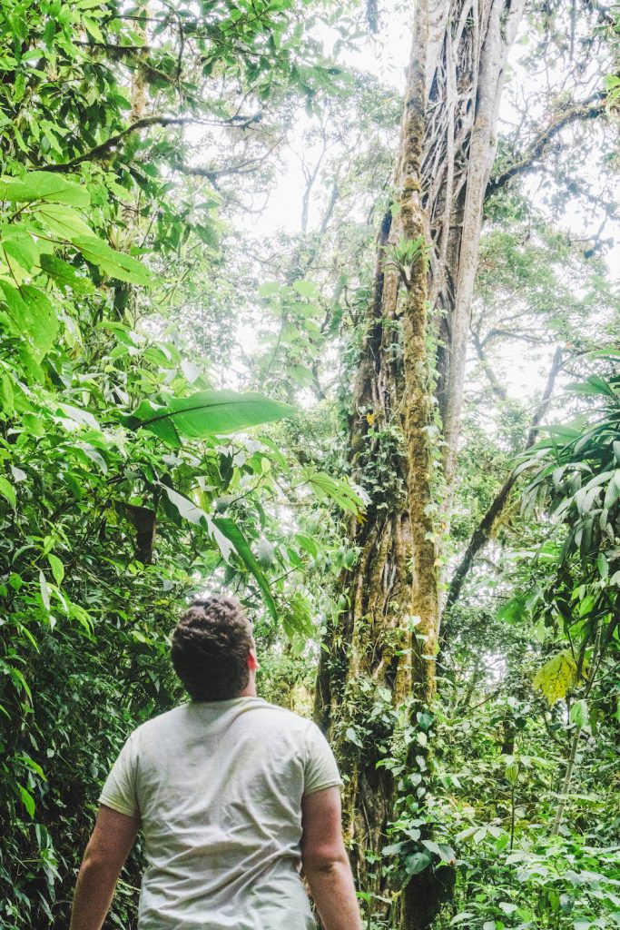 Daniel looking up at a giant tree in the Monteverde Cloud Forest Reserve