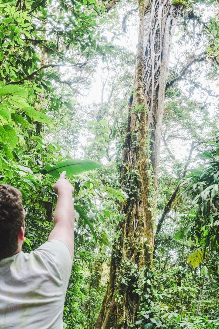 Daniel pointing at a giant tree in the Monteverde Cloud Forest Reserve