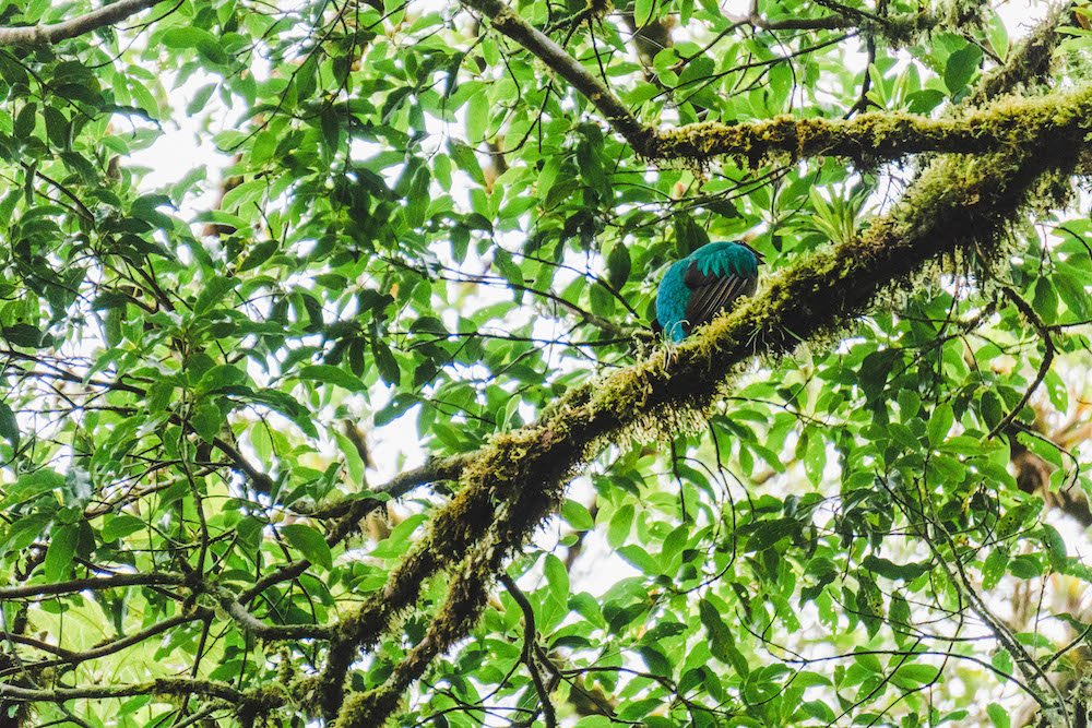 A beautiful blue Quetzal bird in Sevlatura Park, Monteverde, Costa Rica