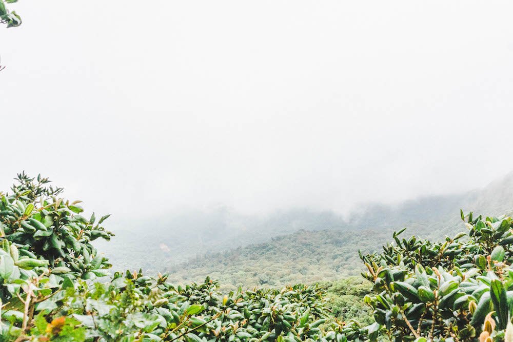 fog covering the mountains at the viewpoint