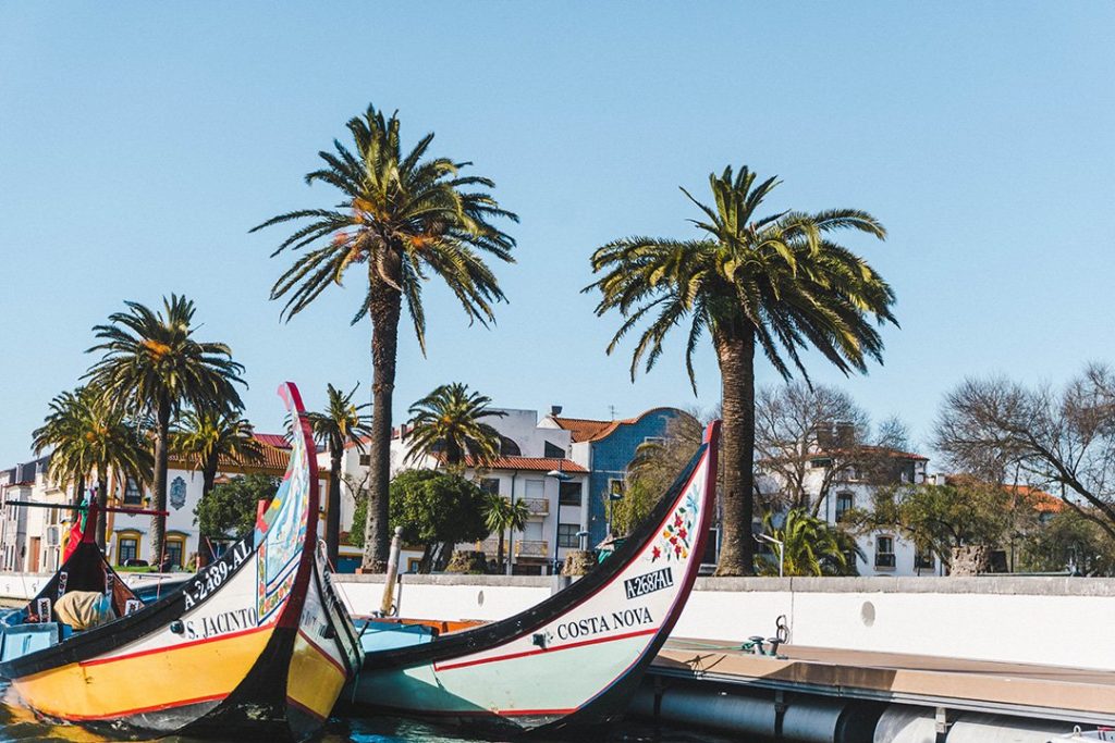 Moliceiro boats and palm trees in Aveiro