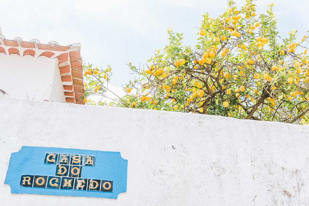 A lemon tree peeking over a wall in Obidos, Portugal