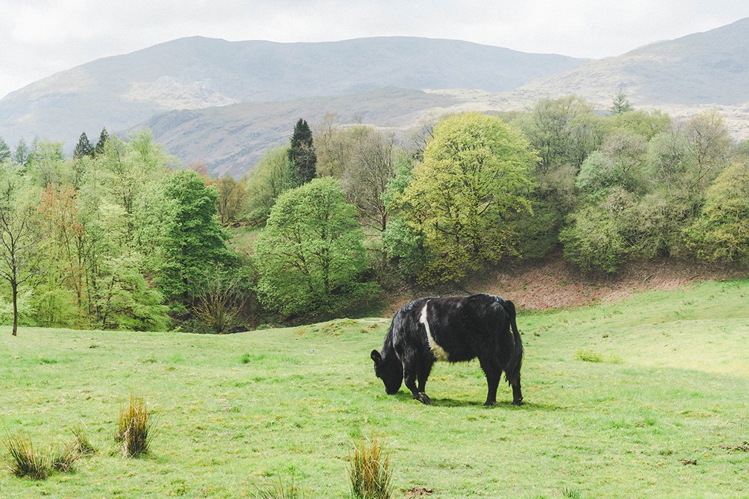 A black cow standing in a field in the Lake District, UK