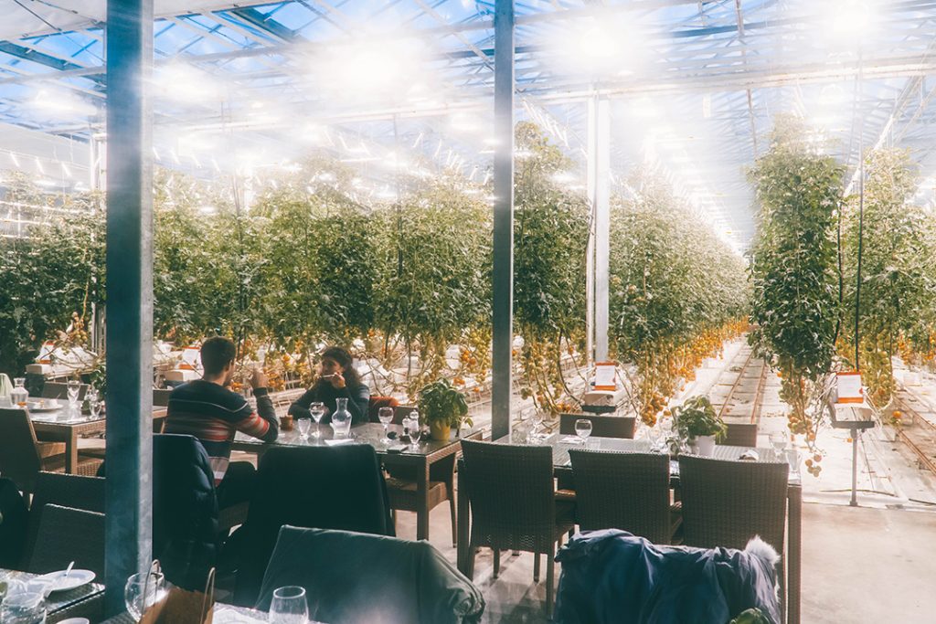 Fridheimar Restaurant in a tomato farm's greenhouse