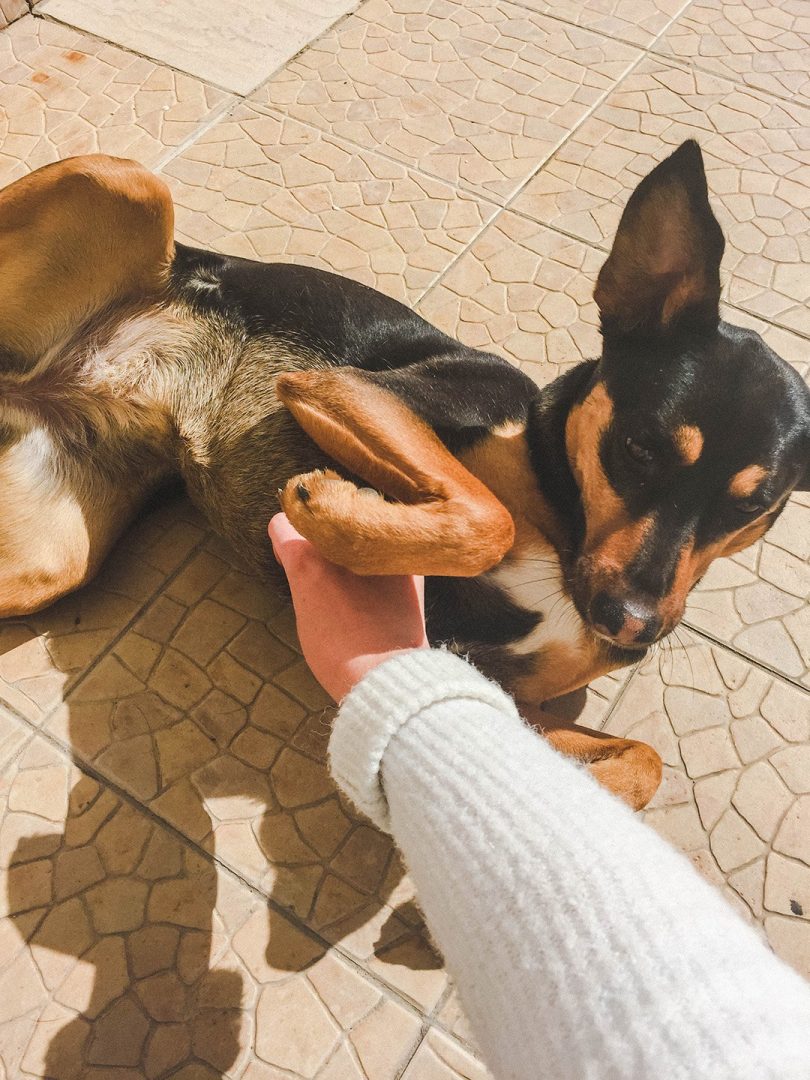 The cutest hostel dog ever at the Bura Surfhouse in Lagos, Portugal