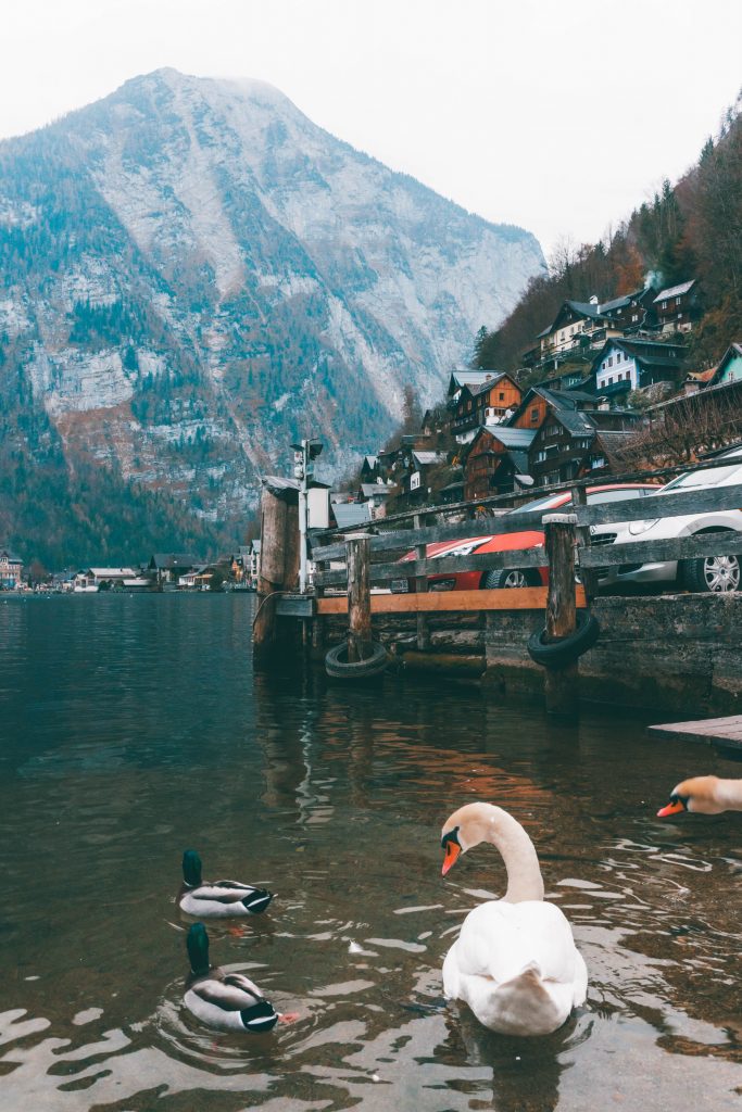 A swan on the lake in Hallstatt