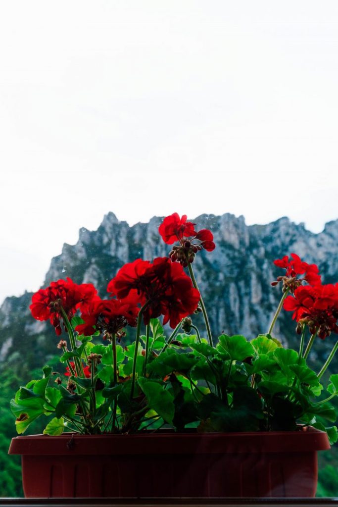 A box of flowers in a window overlooking a rocky mountain in Valle di Ledro, Italy