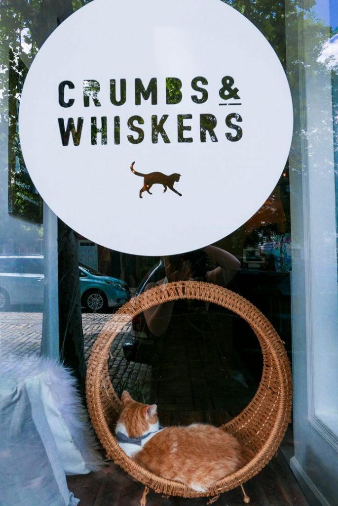 The window of Crumbs & Whiskers cat cafe in Georgetown. The perfect spot to rest during your 3 days in Washington DC itinerary!