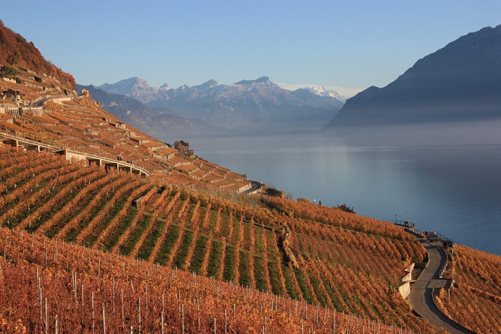 The Lavaux Vineyard Terraces in the fall