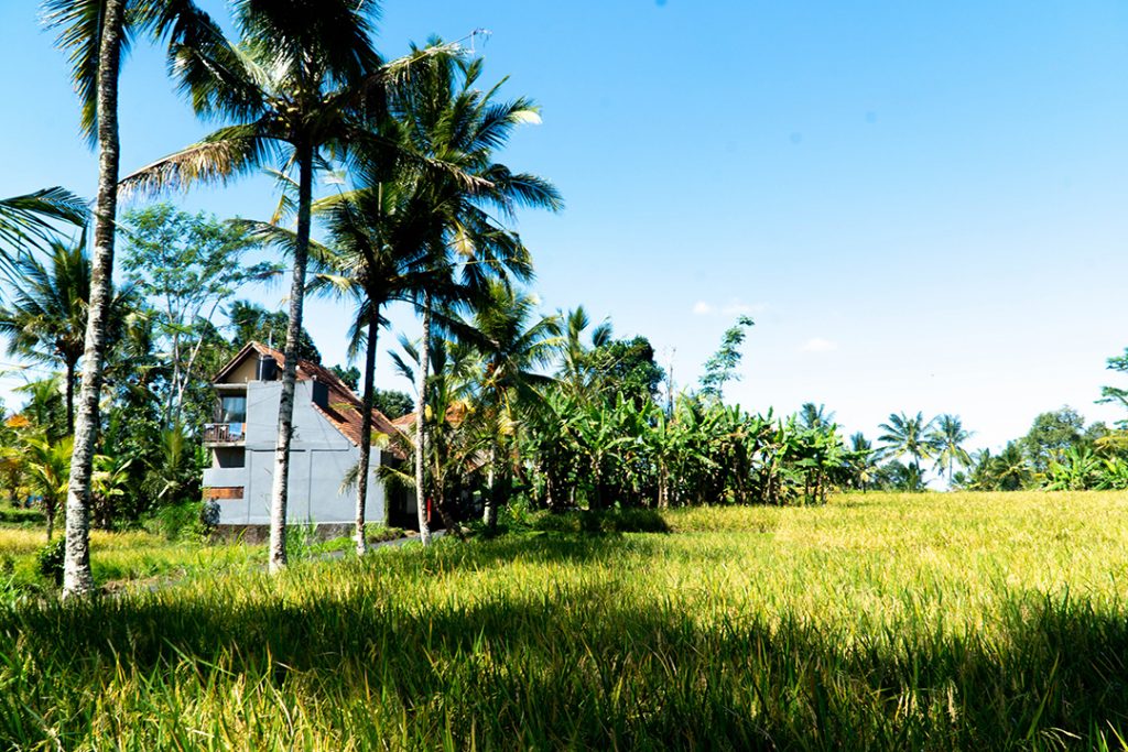 a white house among palm trees and rice field