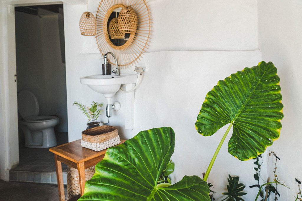 Big, green leaves in front of the bathroom at this Bali surf camp