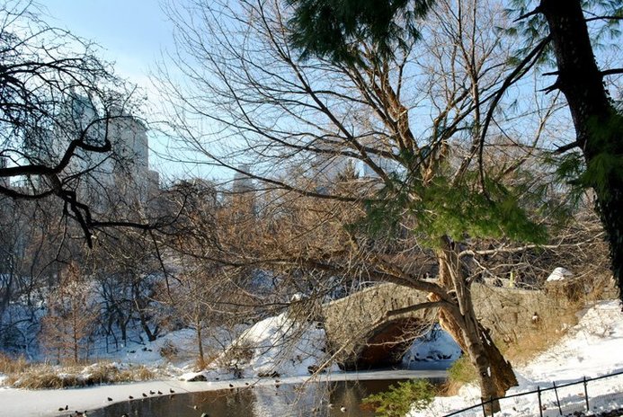 a bridge in central park in winter