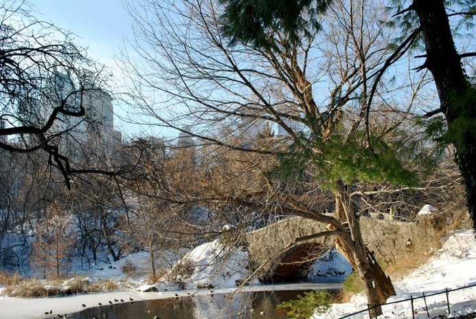 a bridge in central park in winter