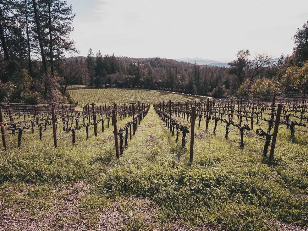 harvested vineyards in Napa Valley, California in winter