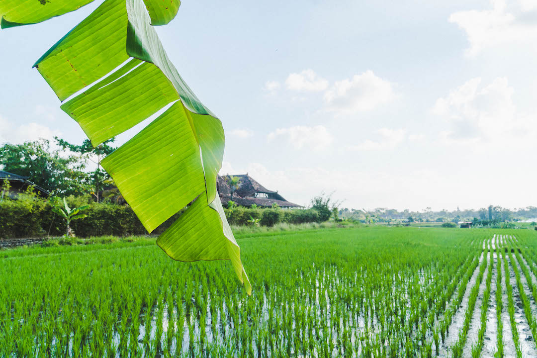 Banana leaf hanging into frame over rice fields in bali