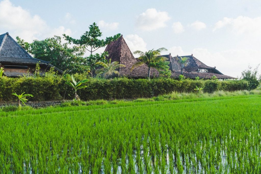 Rice fields in Bali