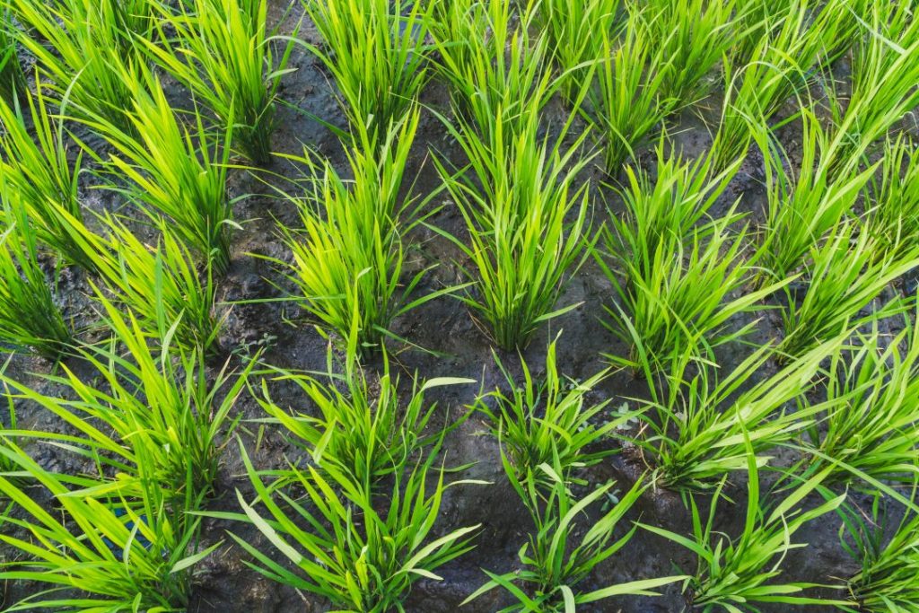 Close up of rice plants in Bali on a total bali food tour
