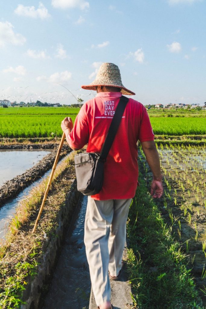 Urban Adventures guide wearing red shirt and walking through rice fields in Bali