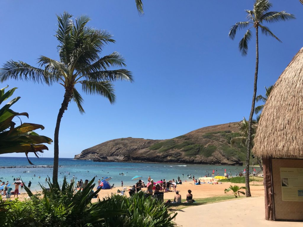 a beach and palm trees in hawaii