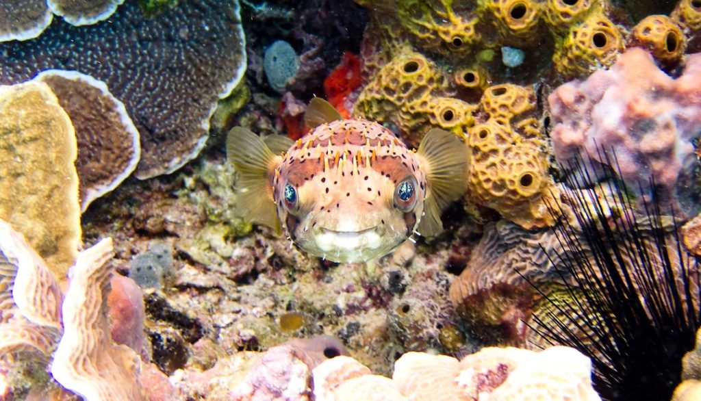 a fish in the reef in Cozumel, Mexico