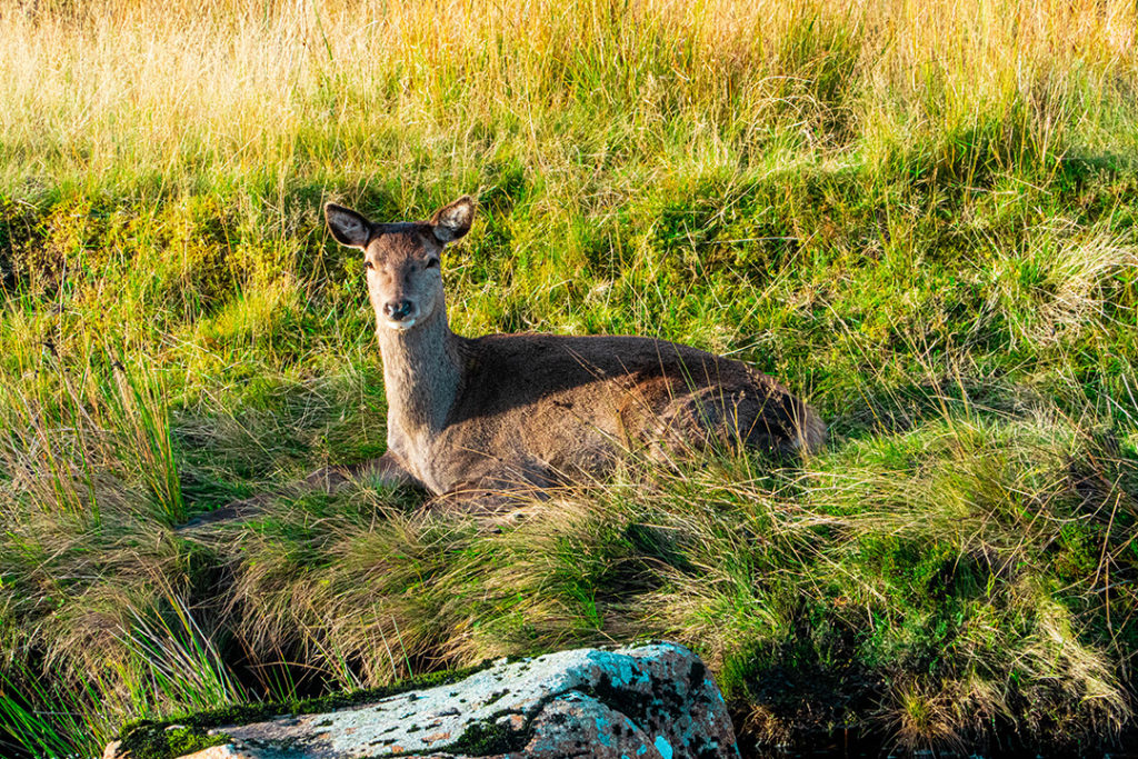 a deer laying in the grass and staring at the camera