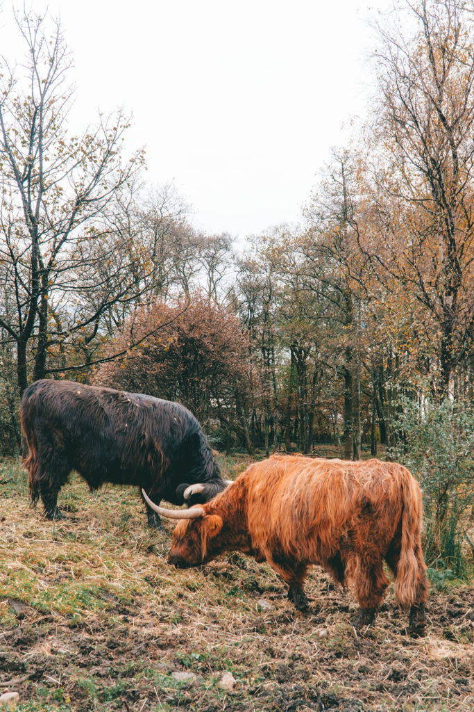 orange and black highland cows grazing