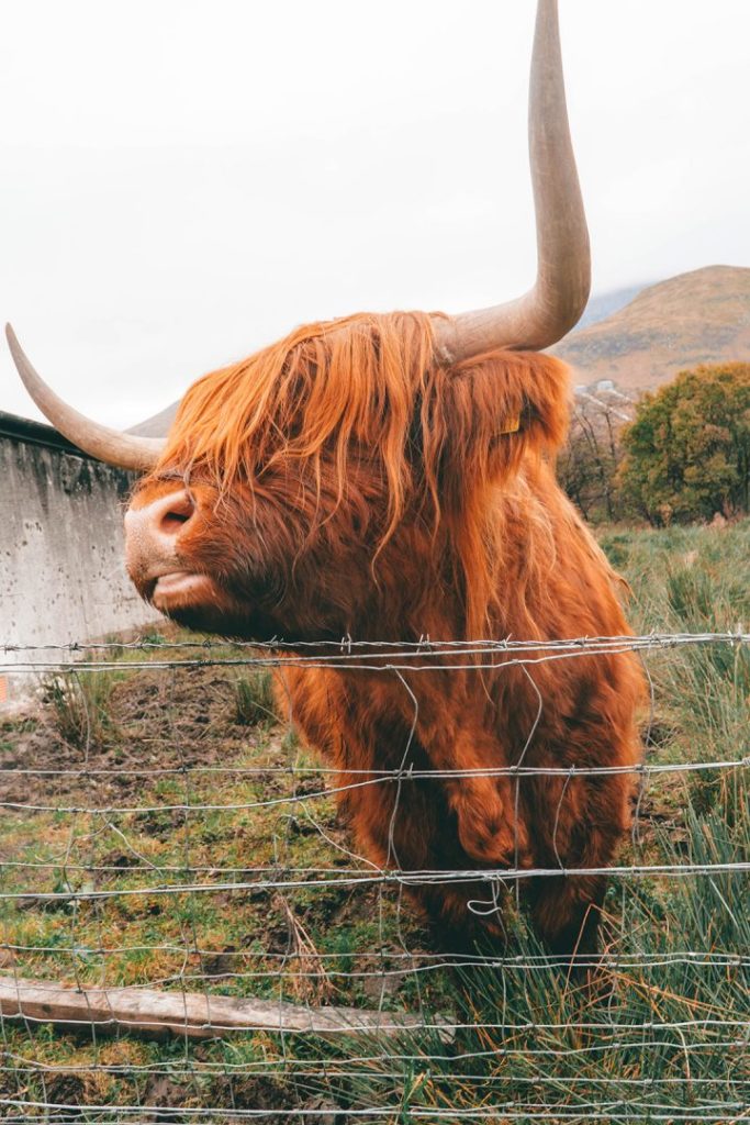an orange highland cow close up