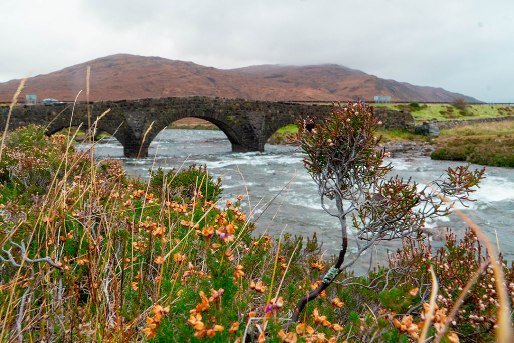 yellow flowers in the grass in front of an old stone bridge