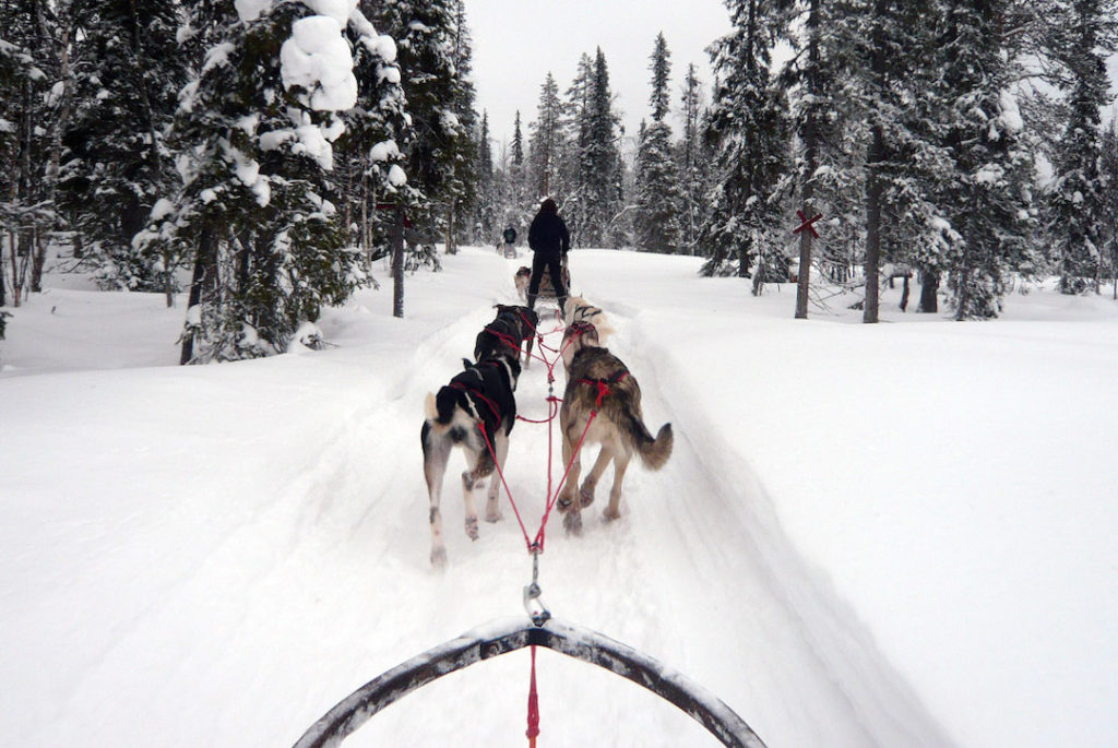 sled dogs pulling a sled through a snowy forest in Finnish Lapland