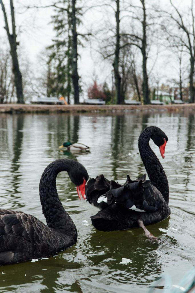 two black swans on a lake in cesis